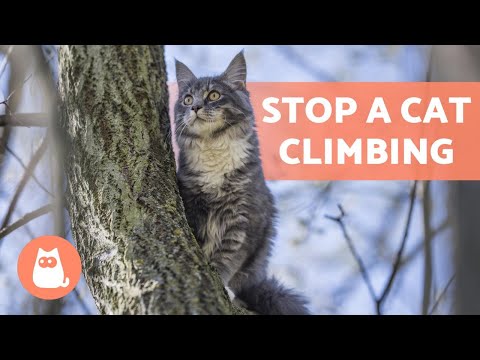 How to STOP a CAT CLIMBING Places They SHOULDN&rsquo;T 🌳🐈