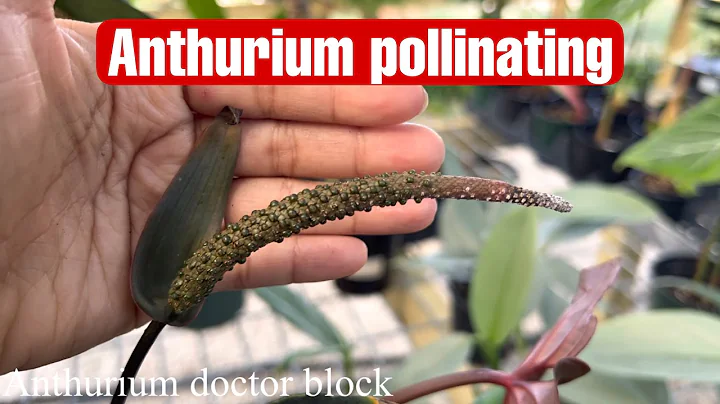 Anthurium Pollinating, Cross pollinate ( Florida Gardening )