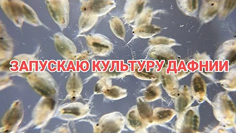 ЗАПУСТИЛ КУЛЬТУРУ ДАФНИИ.КАК РАЗВОДИТЬ ДАФНИЮ.