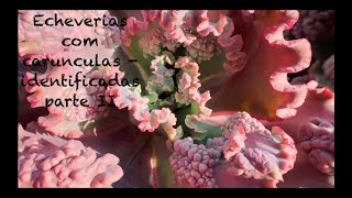 produto ls078 echeveria colorata ice - Página 22 - Busca na Lovely