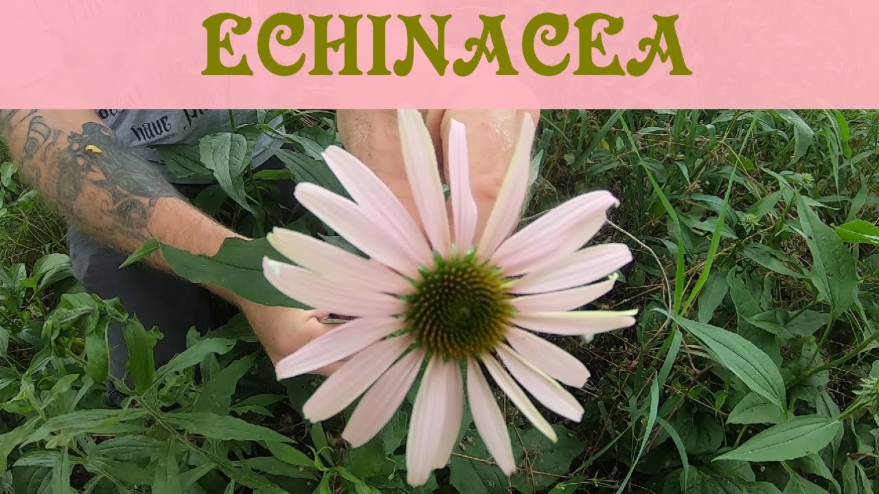 Echinacea A Well Known Herbal Word Meet The Plant YouTube