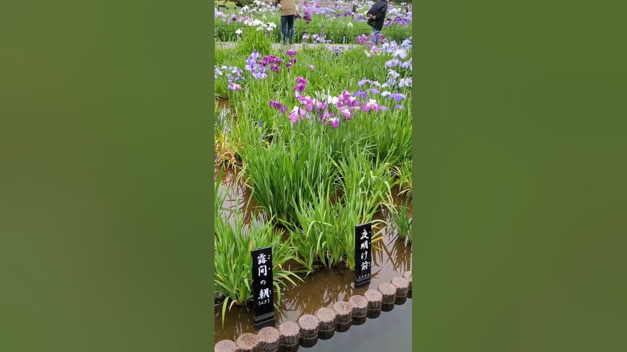 堀切菖蒲園~菖蒲祭り始まりました~ YouTube 堀切菖蒲園~菖蒲祭り始まりました~ YouTube