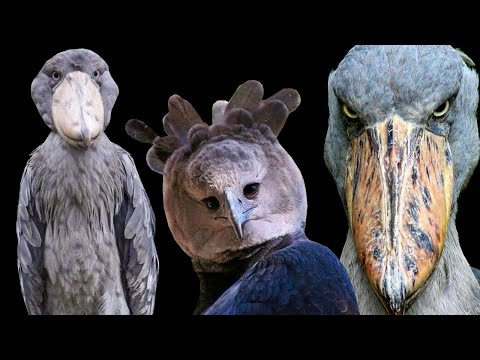 Vídeo: Assustadores de pássaros são perigosos?