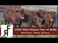 2020 MATE Show | Fischer Red Angus Pen of Yearling Bulls | Billings, Montana