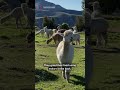 What Makes Alpacas So Special? 🦙 Incredible Animal Facts!
