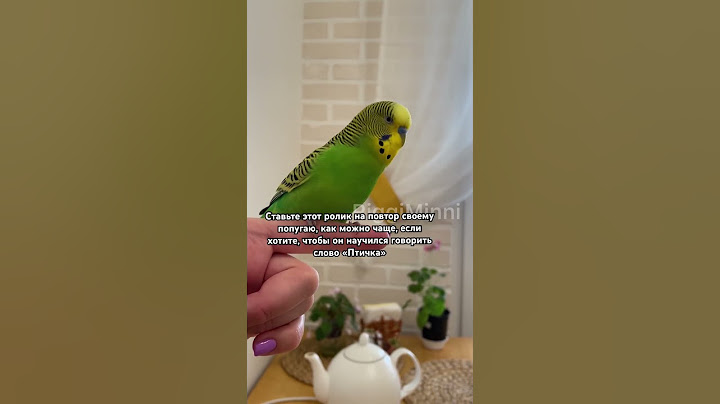 Учим попугая говорить слово «Птичка» #рек #birds #parrot #budgies #pets #teaching #учить #cute