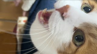 猫のシロ君はおしゃべり。