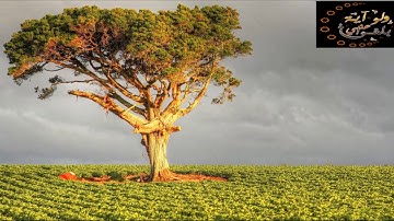 تلاوة جميلة | سورة الواقعة ~ للقاري نايف الفيصل