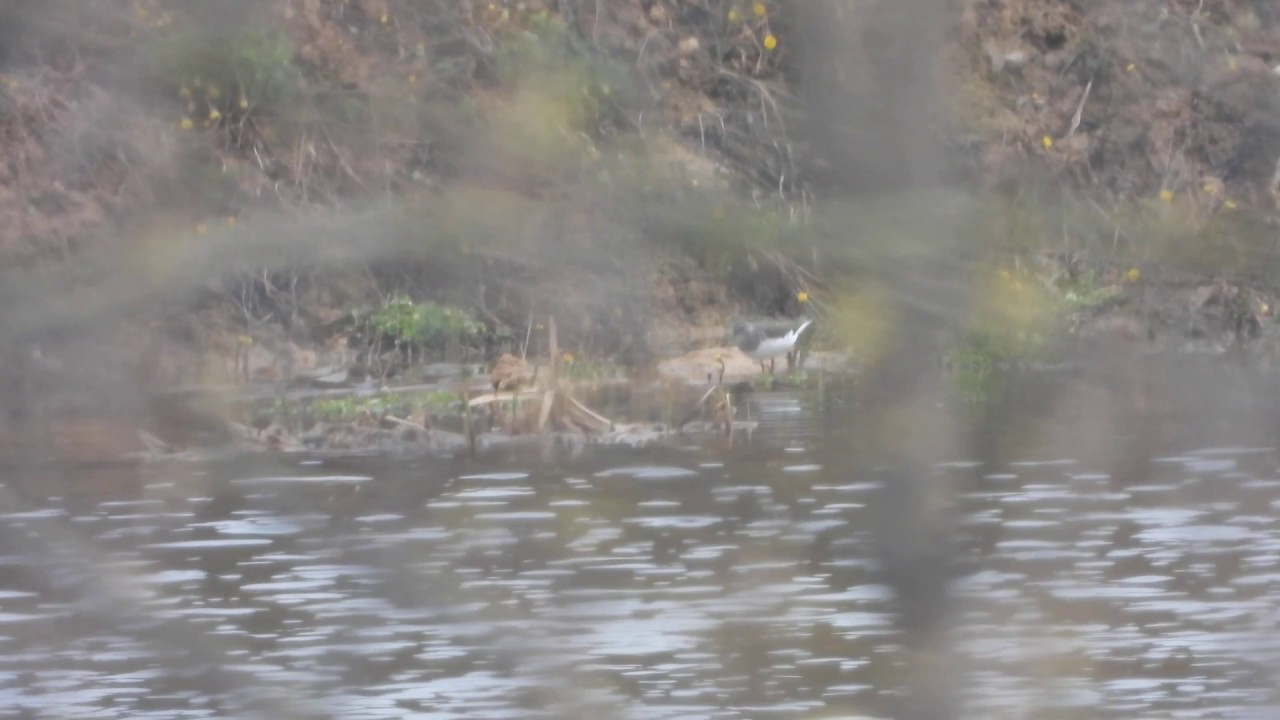 Кулик на болоте - YouTube