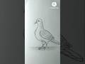 How to draw a pigeon#art #trending #shortsvideo #shortsfeed #shorts #youtubeshorts