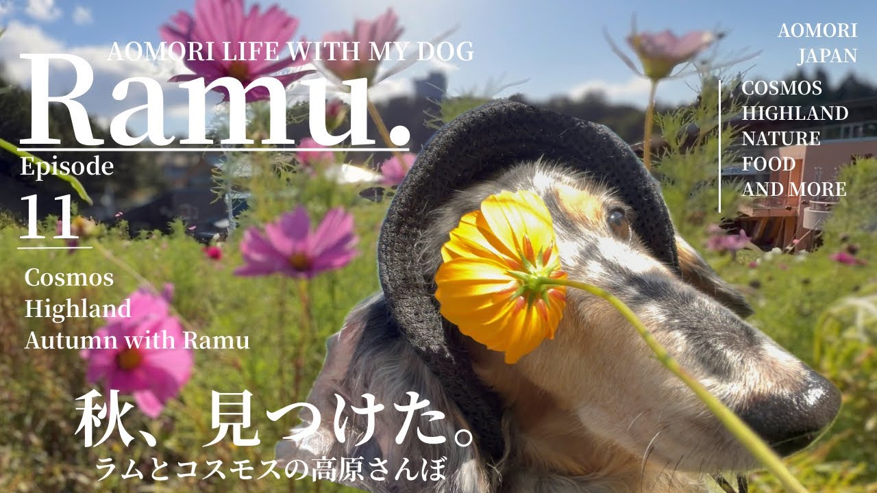 保護犬ラム、コスモスに逢いに行ったら…｜モヤヒルズ