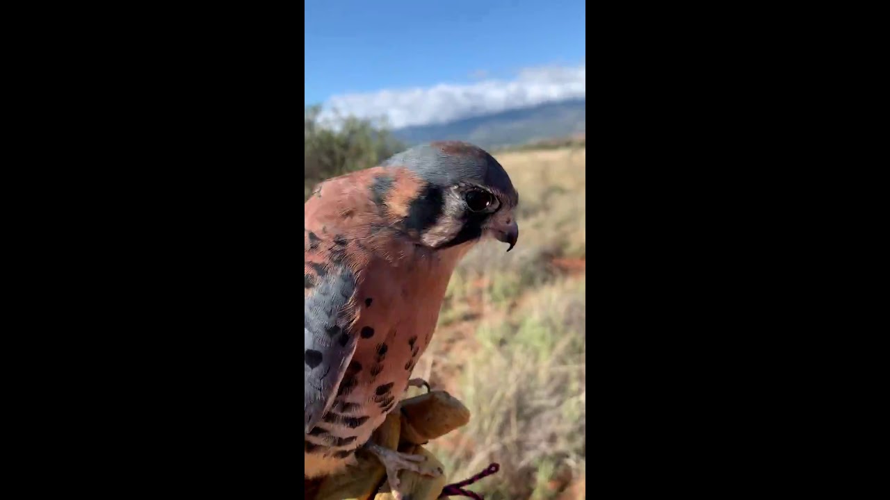 Охота на американскую пустельгу и кузнечика.