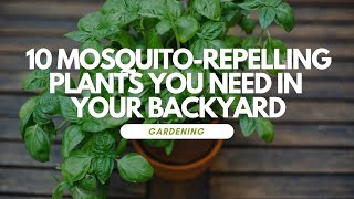 10 Mosquito-Repelling Plants You Need in Your Backyard