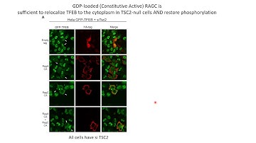 ITSCRC2021: TFEB regulates lysosomal biogenesis and cell proliferation in Tuberous Sclerosis Complex