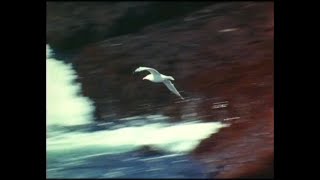 (VERY RARE) AMBIENT X EXPERIMENTAL TYPE BEAT - STORMS SING THE PHOENIX REQUIEM