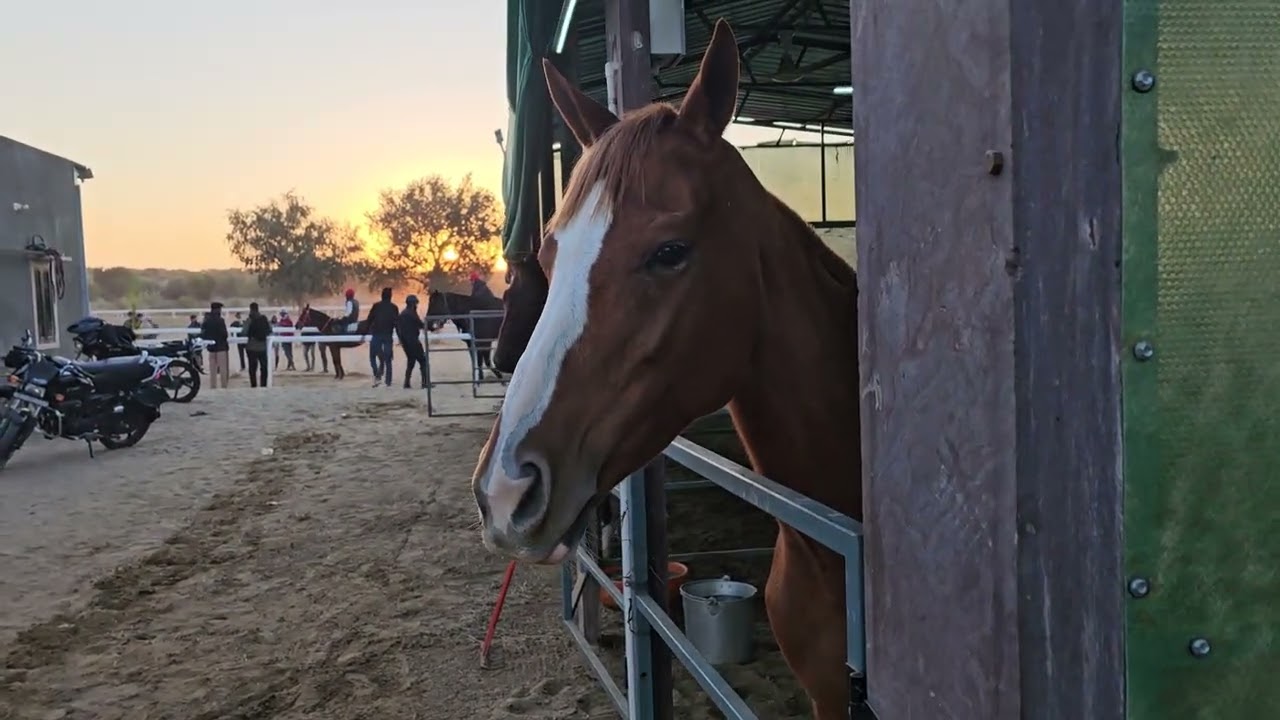 JGJ group  Horse Riding Training school  Raisar  Jodhpur 11/12/2025