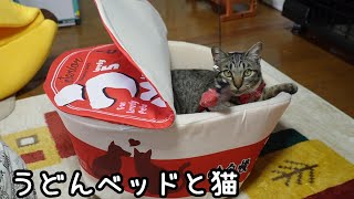 うどんの具にはなり切れない活きのいい猫ガーちゃん　【リキちゃんねる　猫動画】 キジトラ 猫のいる暮らし