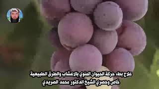 علاج بطء حركة الحيوان المنوي بالاعشاب والطرق الطبيعية / خاص وحصري الشيخ الدكتور محمد الصريدي