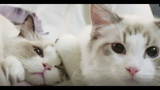 Try to take a photo for four kittens | How hard it can be to make them all looks at the camera by Ragdoll FHR 1,331 views 4 years ago 2 minutes, 23 seconds