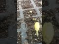 नर्सरी में पौधे को छोटे बच्चों की तरह पालते हैं। #gardening #plants