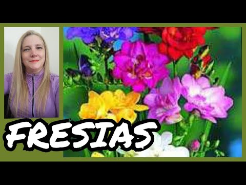 Video: Cómo cultivar fresias: cultivo de plantas de fresia y cuidado de las flores de fresia