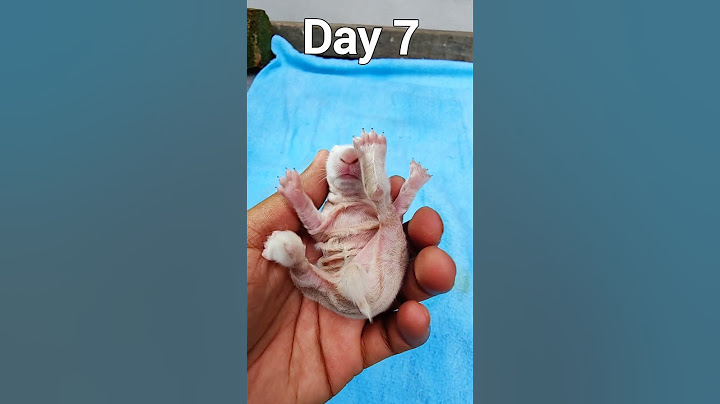 Newborn Baby Rabbit 1 To 12 Days #shorts
