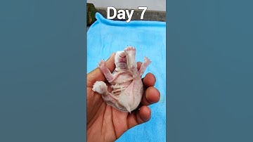 Newborn Baby Rabbit 1 To 12 Days #shorts