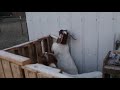 Creep feeder fail Creep feeder fail