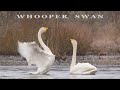 Whooper swan. Singing, dancing and flying birds | Wildlife World