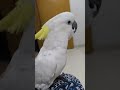 Peekaboo!! #funnyvideo #cockatoo #shortvideo #birdslover