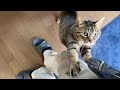 飼い主が仕事から帰ってきた時の凶暴猫の反応がこちら