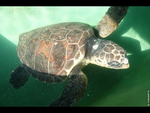 Больших черепах кормим с мостика в Турции. Сиде. 2019 | Large turtles feeding  in Turkey. Side. 2019