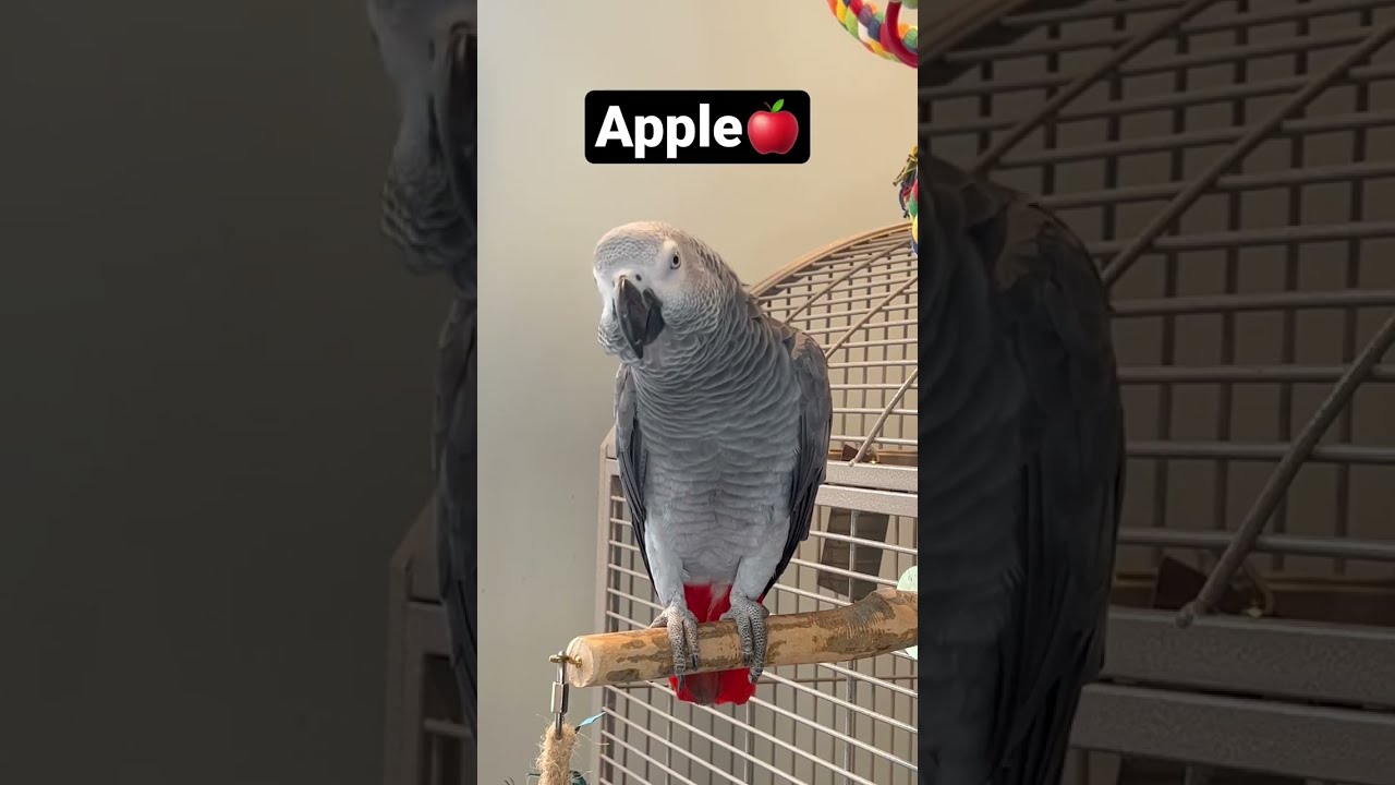 Symon The Talking African Grey Parrot Practising Her Fruits Grape Apple And Banana Talkingparrot