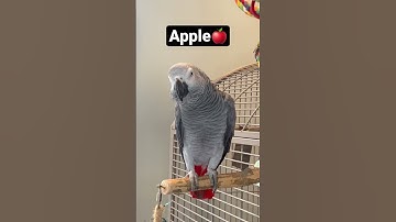 Thumbnail of Symon the talking African Grey Parrot practising her fruits, grape, apple and banana #talkingparrot