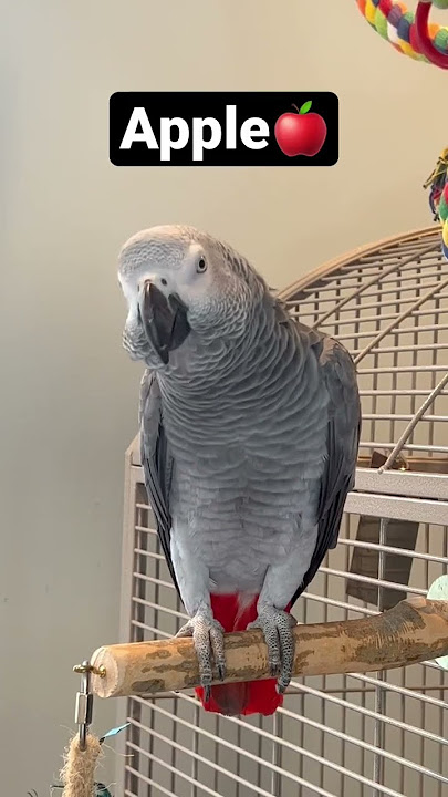 Symon the talking African Grey Parrot practising her fruits, grape, apple and banana #talkingparrot