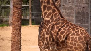 All About Giraffes!
