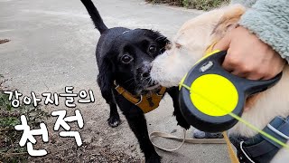 가을만 되면 시골강아지들을 괴롭히는 것이 있어요 by 똥개로움 4,991 views 5 months ago 5 minutes, 7 seconds