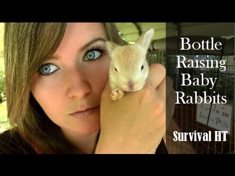 Bottle Raising Baby Rabbits