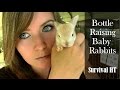Bottle Raising Baby Rabbits