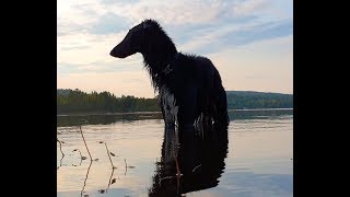 Eddie Borzoi bader i Bæreia