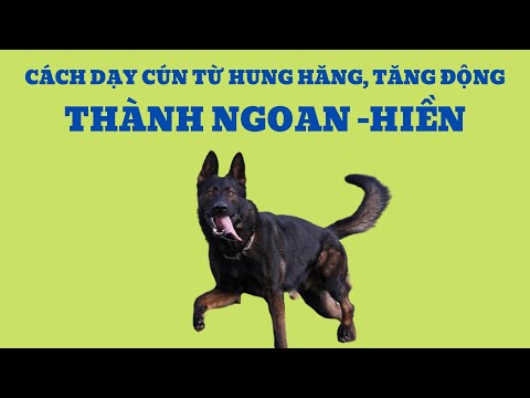 Video: Chọn phần bổ sung chung tốt nhất cho Rottweiler - 6 điều bạn phải biết