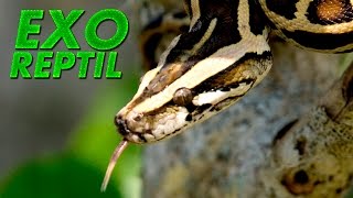 Exo Reptil - Piton de Birmania ( Python bivittatus )