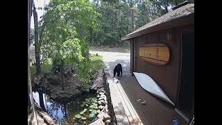 Bear @ 37 S Hills Loop 8-4-26