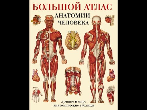 Видеообзор книги Большой атлас анатомии человека. Лучшие в мире анатомические таблицы