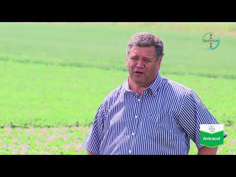 Video: Analiza Soiurilor De Cartofi La Sfârșitul Verii