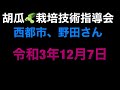 宮崎きゅうり最前線 きゅうり栽培技術指導会生産者の栽培技術や品質向上を目指し「見る、学ぶ、食べる、伝える」農業をお送りいたします。②西都市、野田さん　2021年12月07日撮影