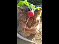 Farm Cat (Nyataro)