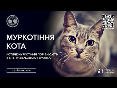 Муркотіння кота фелінотерапія
