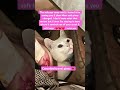 I miss you #shorts #cutecat #cats