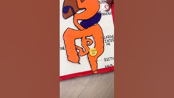 3D working model of Digestive  System #digestivesystem #digestivesystemmodel #3dmodel